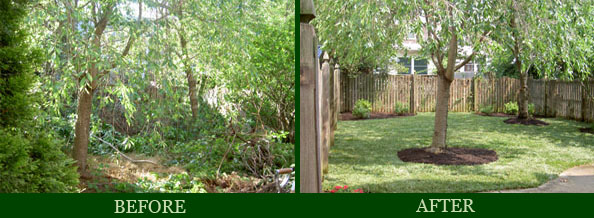 overgrown backyard, landscaped with sod